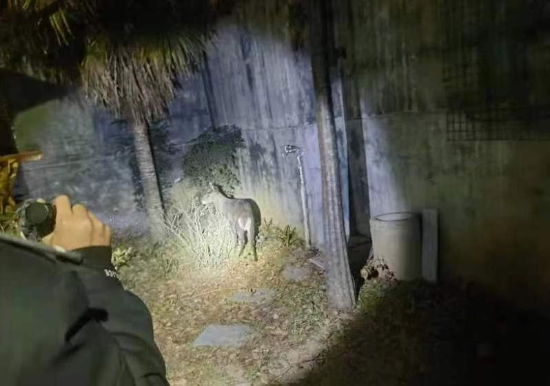 华商头条|国家一级保护动物野生林麝迷路误入村民家 警民联合护送其回归自然